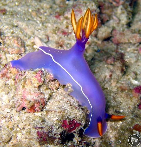 Hypselodoris bullockii from Thailand