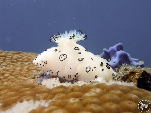 Jorunna funebris from Thailand