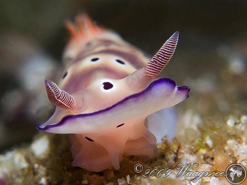 Hypselodoris tryoni from Indonesia