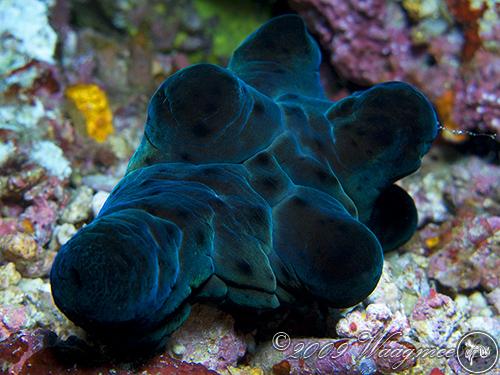 Coriocella sp. from Gili Lawa Laut, Indonesia