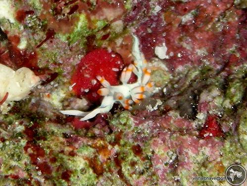 Samla bicolor from India