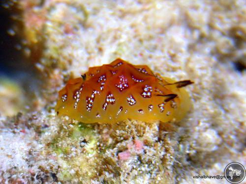 Halgerda tessellata from India