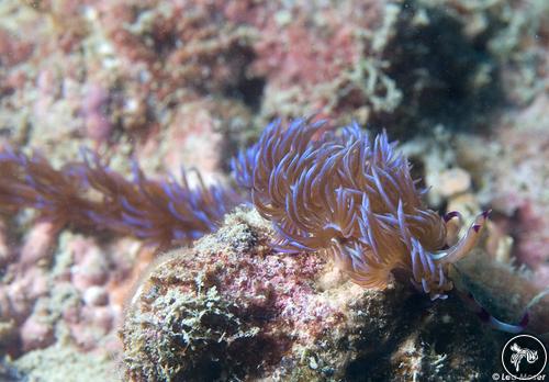 Pteraeolidia ianthina from Malaysia