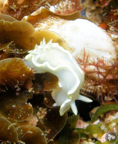 Glossodoris pallida from South Africa