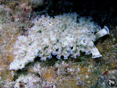 Elysia crispata from Cuba