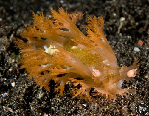 Marionia arborescens from Lembeh, Indonesia