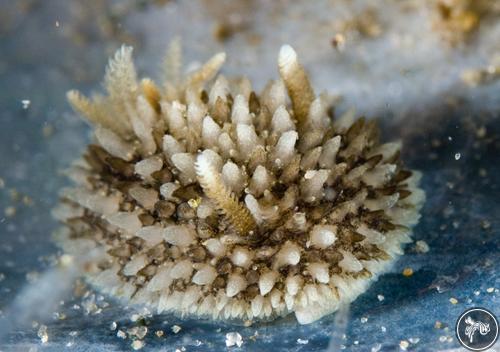 Acanthodoris brunnea from California, USA