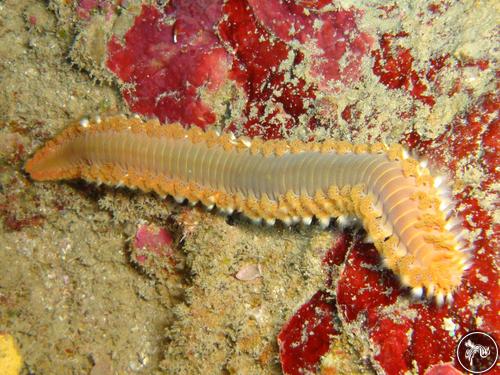 Hermodice carunculata from Cuba, Cuba