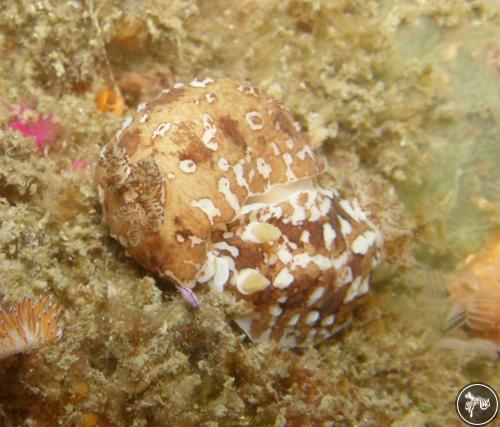 Aphelodoris brunnea from Port Elizabeth, South Africa