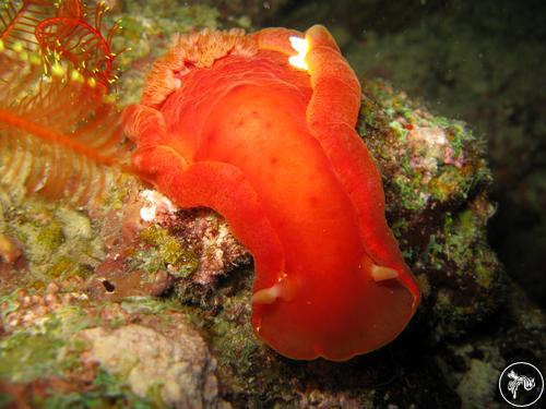 Hexabranchus sanguineus from Thailand