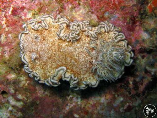 Glossodoris hikuerensis from Thailand