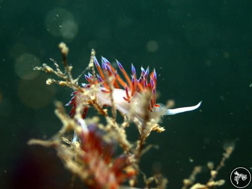 Cratena peregrina from Italy