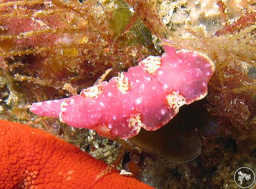 Digidentis arbuta from Australia