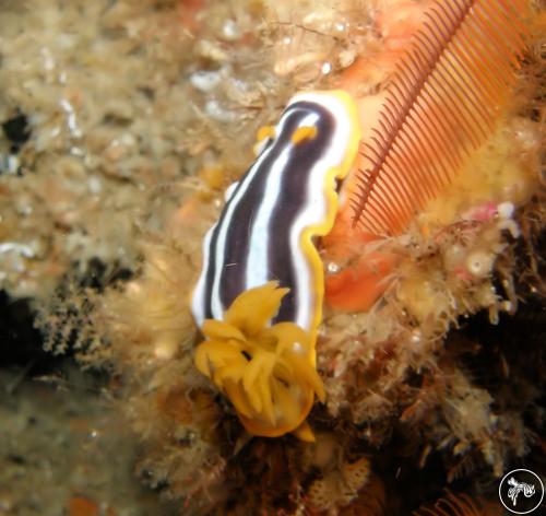 Chromodoris africana from South Africa