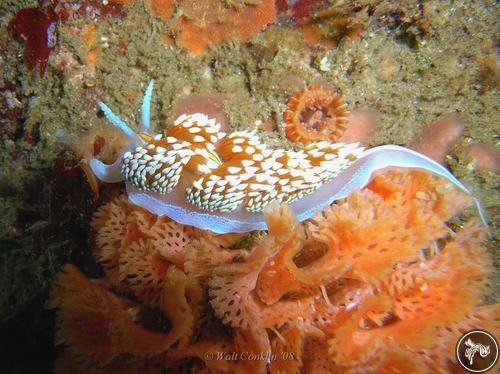 Hermissenda crassicornis from USA