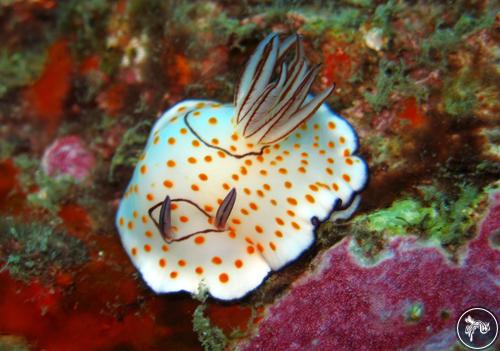 Goniobranchus annulatus from Thailand