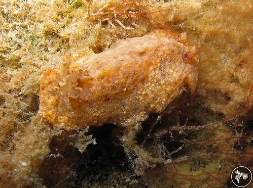 Alloiodoris marmorata from Port Phillip Bay, Australia