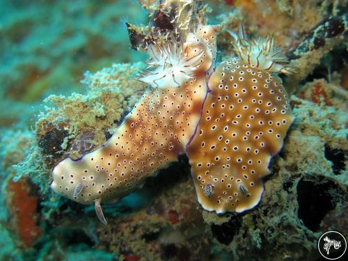 Hypselodoris tryoni from Thailand