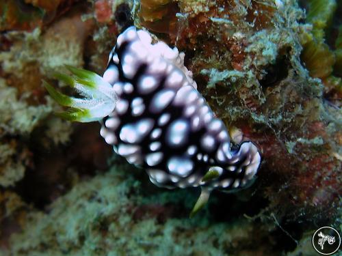 Goniobranchus geometricus from Thailand