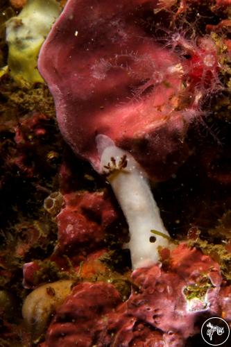 Cadlina pellucida from Sesimbra, Portugal