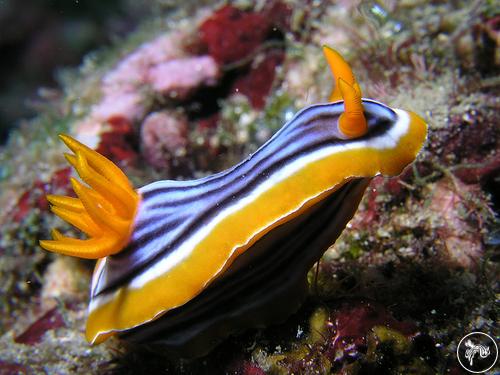 Chromodoris magnifica from Taiwan