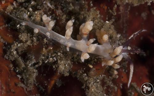 Samla bicolor from Indonesia