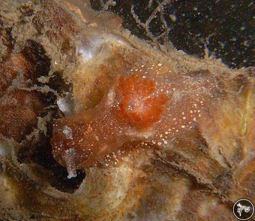 Goniodoris castanea from Zeeland, Netherlands