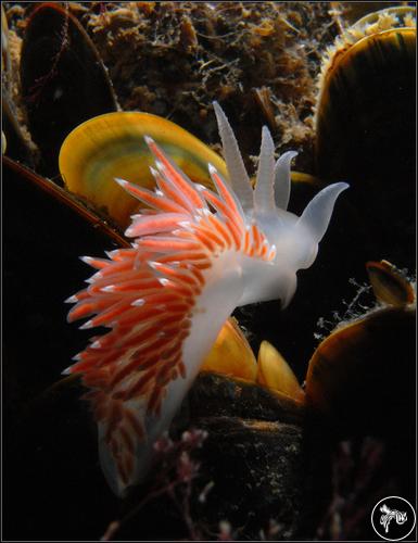 Flabellina verrucosa from Russia