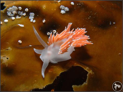 Flabellina verrucosa from Russia