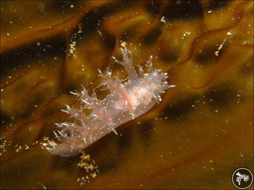 Dendronotus frondosus from Russia