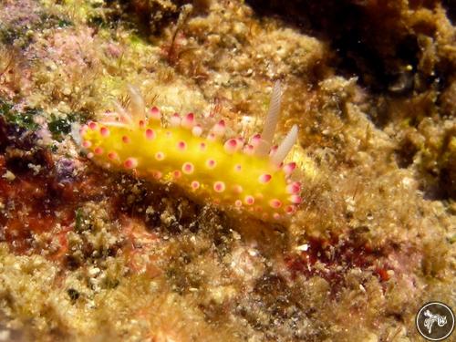 Cadlinella ornatissima from Indonesia