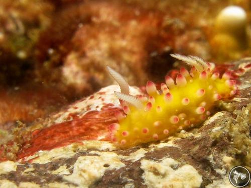 Cadlinella ornatissima from Indonesia