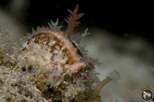 Cypraea sp. from Anilao, Philippines