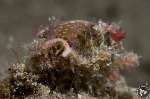 Cypraea flaveola from Anilao, Philippines