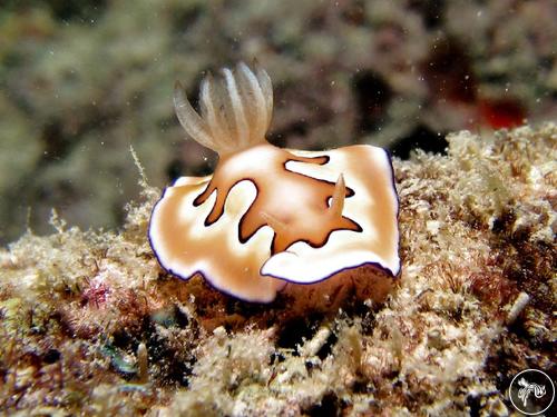 Goniobranchus coi from Malaysia