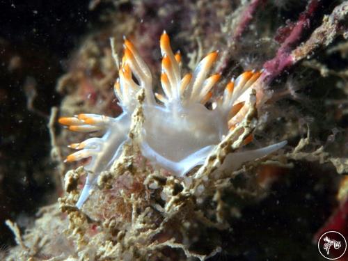 Flabellina babai from Italy