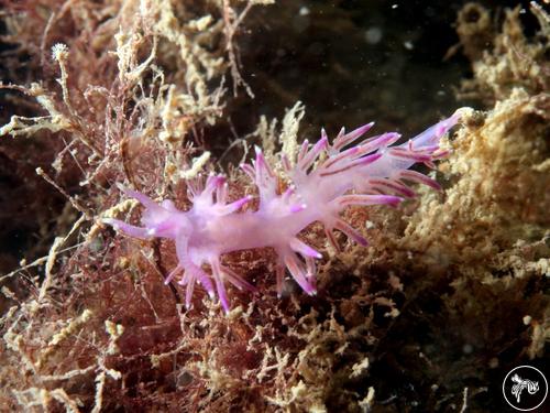 Flabellina affinis from Italy