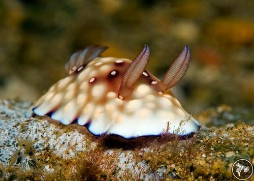 Goniobranchus hintuanensis from Philippines