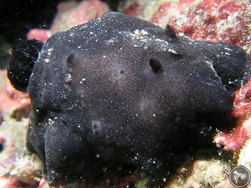 Actinocyclus verrucosus from Long Dong, Taiwan