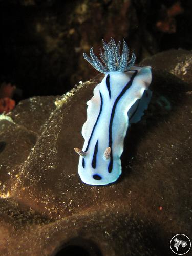 Chromodoris willani from Malaysia