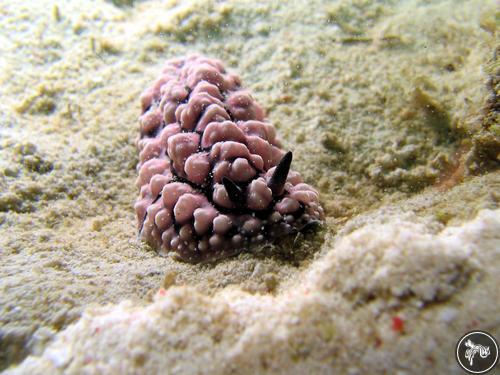 Phyllidiella pustulosa from Malaysia