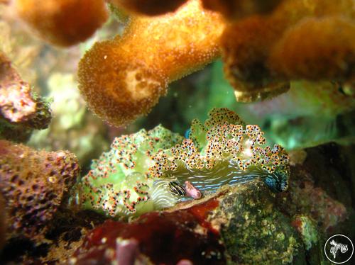 Elysia diomedea from Mexico