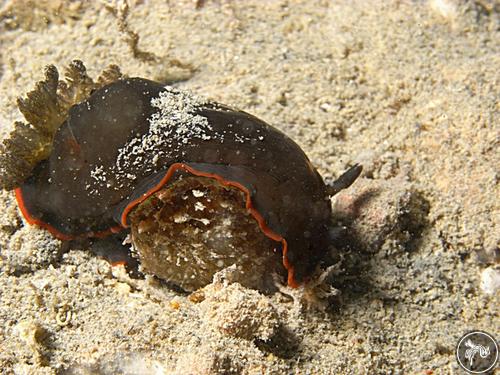 Dendrodoris arborescens from Australia