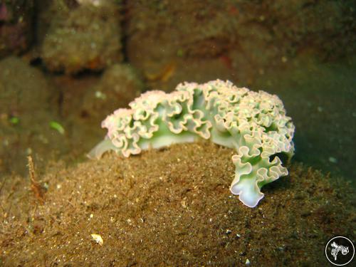 Elysia crispata from Costa Rica