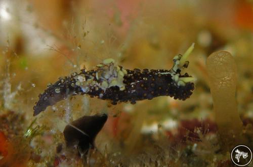 Aegires flores from Similan Islands, Thailand