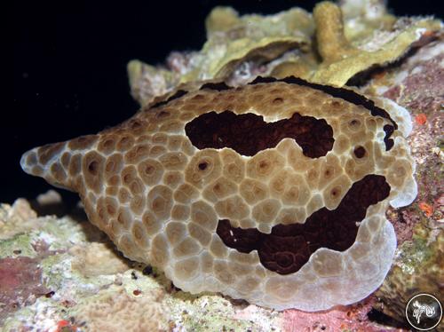 Pleurobranchus grandis from Philippines