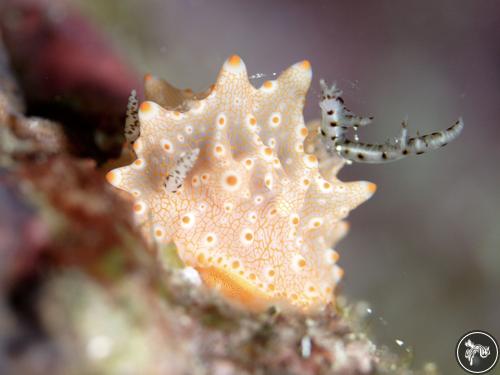 Halgerda batangas from Philippines