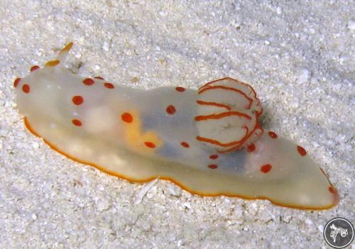 Gymnodoris ceylonica from Saudi Arabia