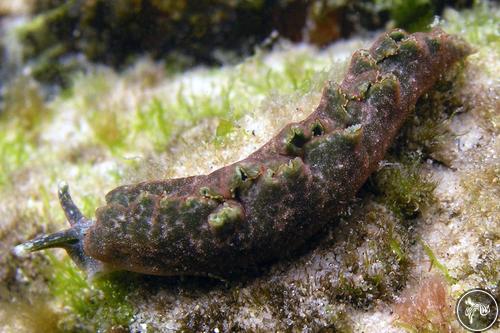 Elysia bennettae from New South Wales, Australia