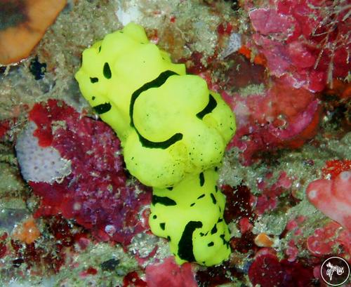 Notodoris minor from Philippines